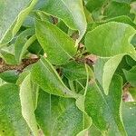 Pyrus pyrifolia ഇല