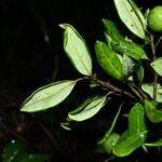 Pradosia surinamensis Fruto