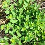 Petunia integrifolia Ліст