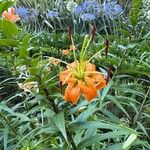 Lilium henryi Flor