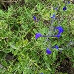 Salvia chamaedryoides Hoja