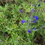 Salvia chamaedryoides Лист