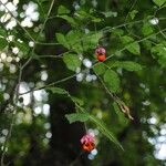 Euonymus verrucosus 整株植物