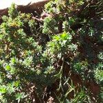 Cliffortia polygonifolia Hábito