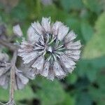 Salvia verticillata Fruit