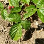 Rubus saxatilis List