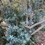 Acacia podalyriifolia Hoja