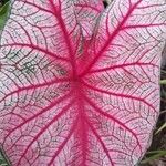 Caladium bicolor Yaprak