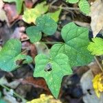 Passiflora lutea Leaf