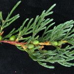 Juniperus recurva ᱛᱟᱦᱮᱸ