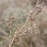 Juncus maritimus Fruct