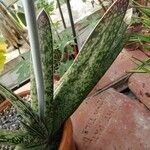 Gasteria glomerata 葉