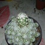 Mammillaria gracilis Hostoa