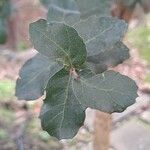 Quercus suber Leaf
