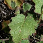 Phacelia parryi Hoja