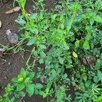 Barleria prionitis Habitus