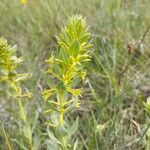 Thymelaea sanamunda Flower