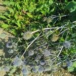 Eryngium planumFlor