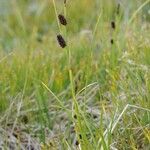 Carex saxatilis ശീലം