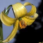 Lilium monadelphum Blomst