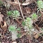 Petrosedum forsterianum Hoja