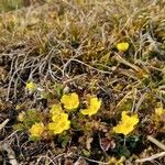 Potentilla pusilla Habitus