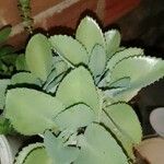 Kalanchoe laetivirens برگ