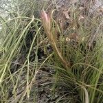 Tillandsia juncea 花