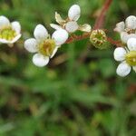 Micranthes californica Flor