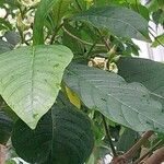Voacanga africana Blad