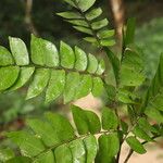Tessmannia lescrauwaetii Blatt