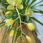 Cymbidium devonianum Kwiat