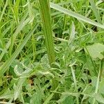 Crepis biennis Leaf