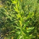 Oenothera biennisFrutto