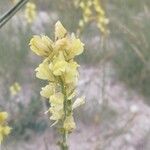 Linaria angustissima Floare