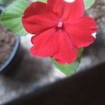 Impatiens wallerianaপাতা