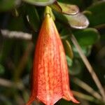 Thiollierea campanulata Фрукт
