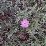 Cistus parviflorus പുഷ്പം