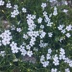 Heliosperma pusillum Virág