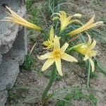 Rhodolirium montanum Flower