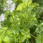 Coriandrum sativum Φύλλο