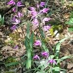 Cephalanthera rubra Elinympäristö