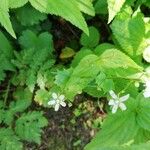 Saxifraga rotundifoliaFloro