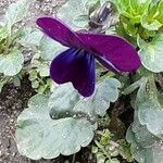 Viola × williamsii Flower