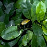 Solandra longiflora Плод