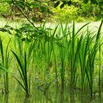 Acorus calamus Hábito