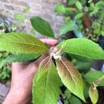 أنواع غير معروفةLeaf