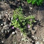 Sutera cordata Libunga