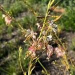 Oenothera suffrutescens Flor