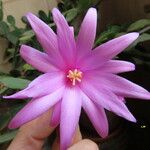 Hatiora rosea 花